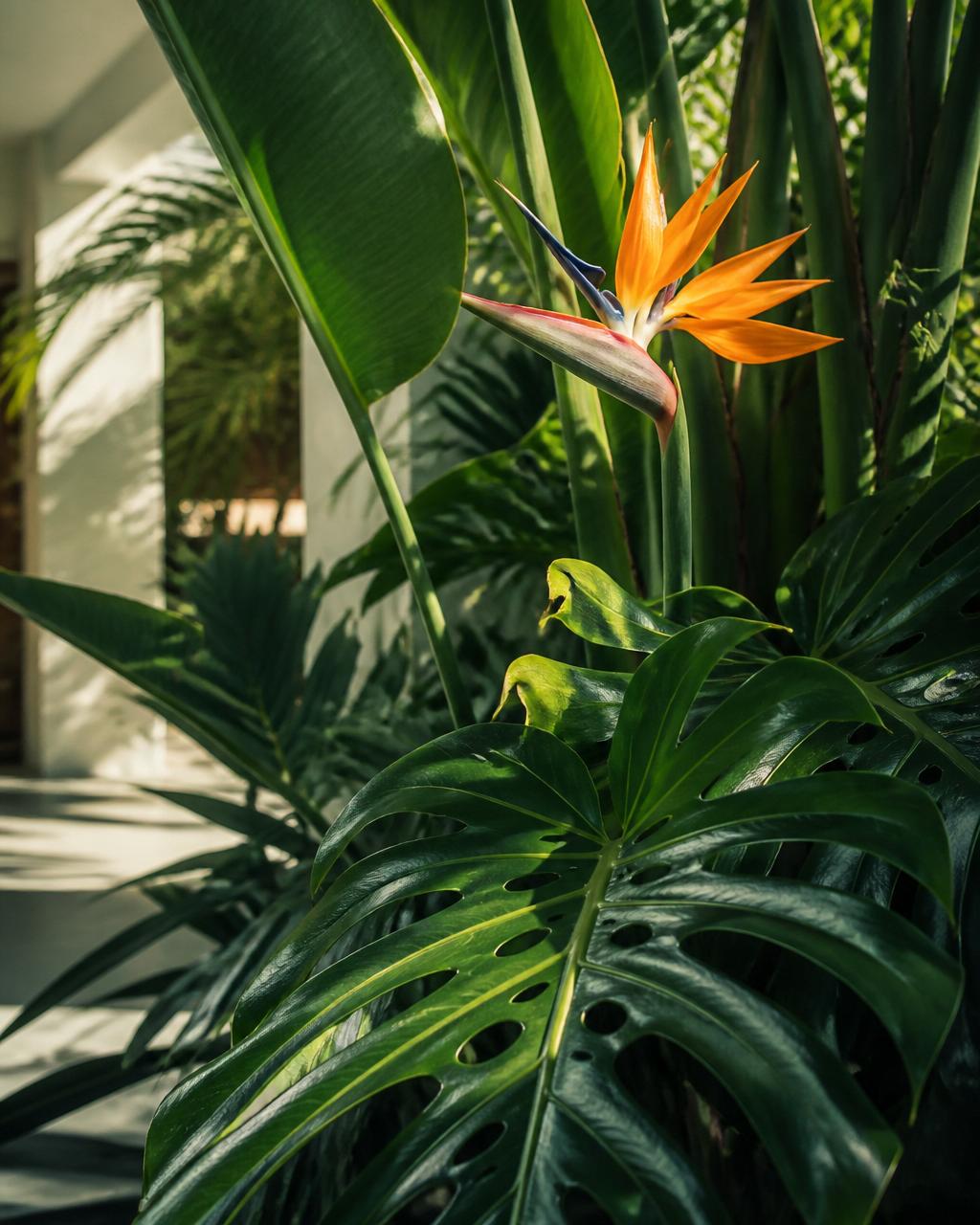 Exotic bird of paradise bloom among monstera foliage